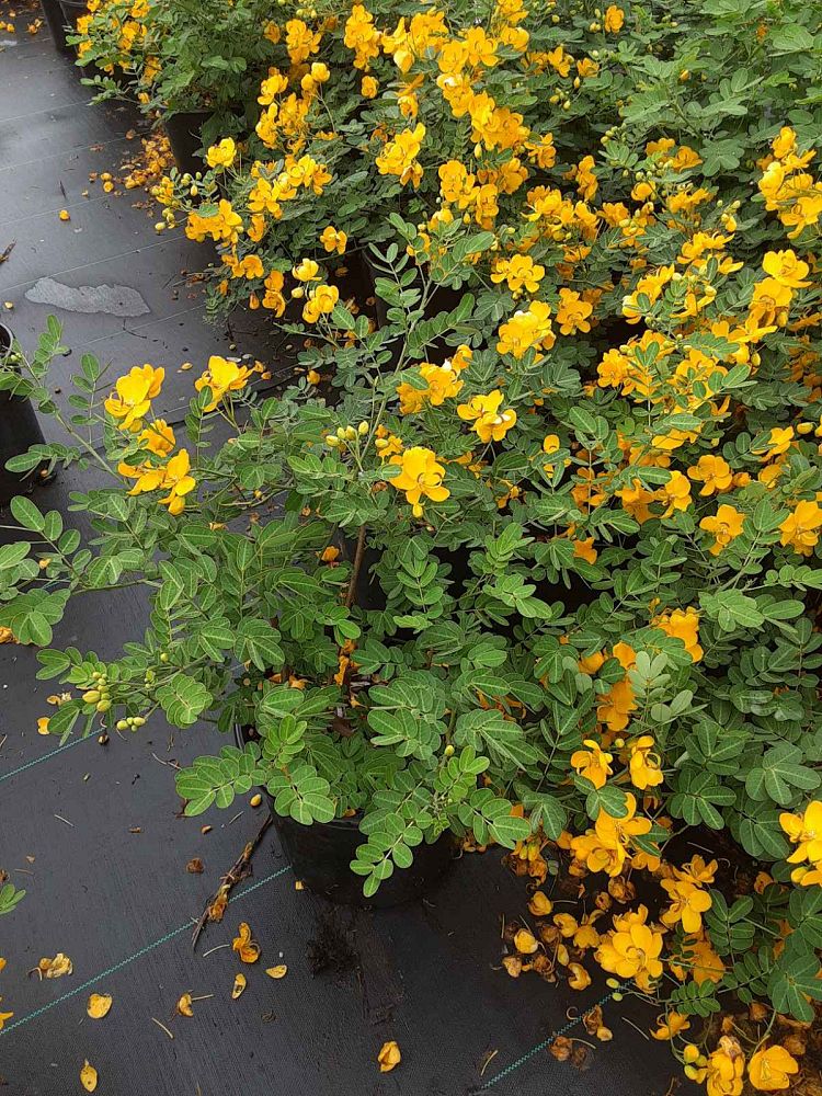 senna-bicapsularis-cassia-bicapsularis