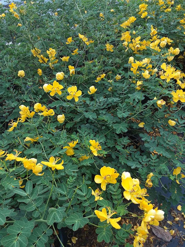 senna-bicapsularis-cassia-bicapsularis