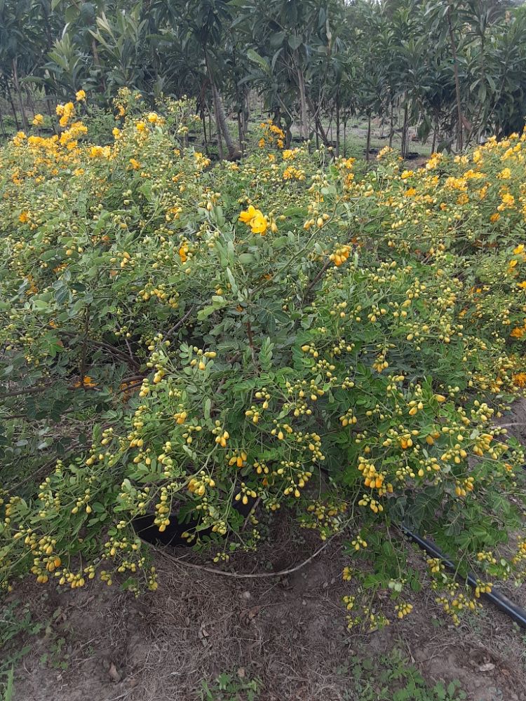 senna-bicapsularis-cassia-bicapsularis
