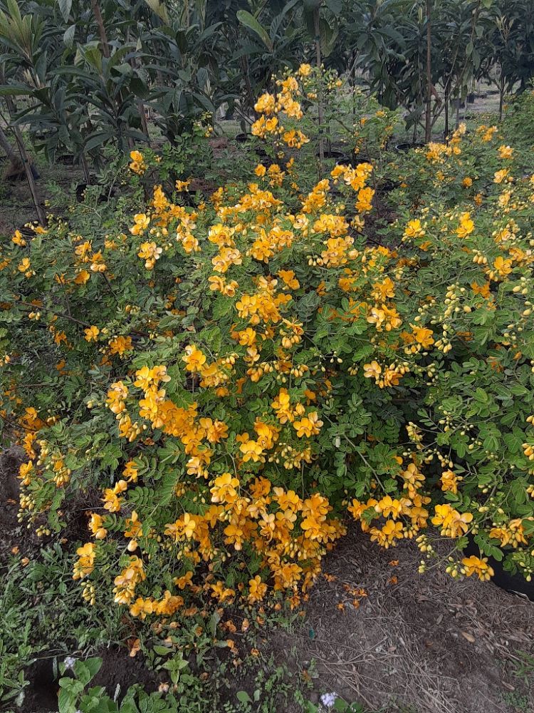 senna-bicapsularis-cassia-bicapsularis
