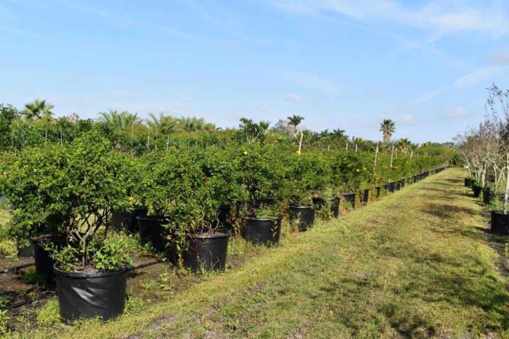 senna-bicapsularis-cassia-bicapsularis