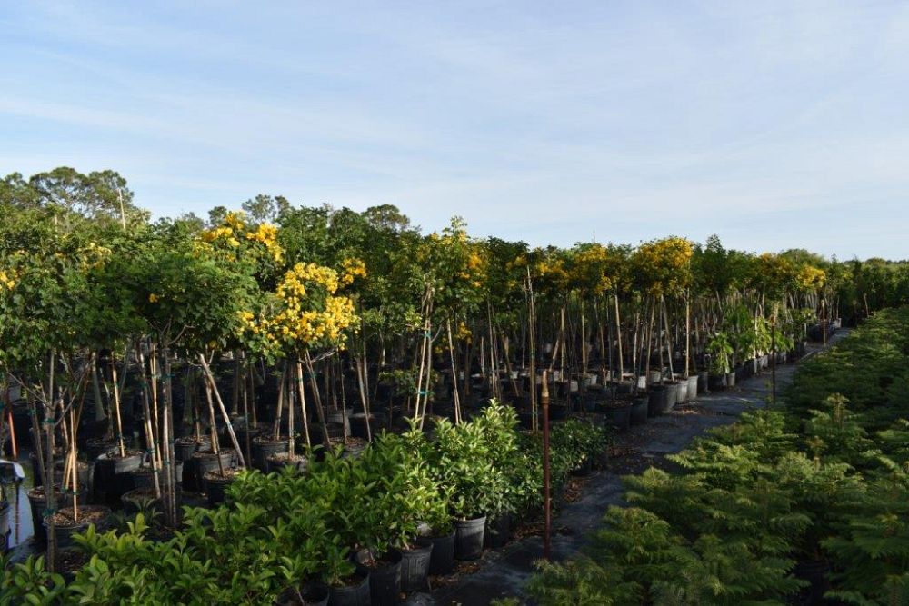 senna-bicapsularis-cassia-bicapsularis