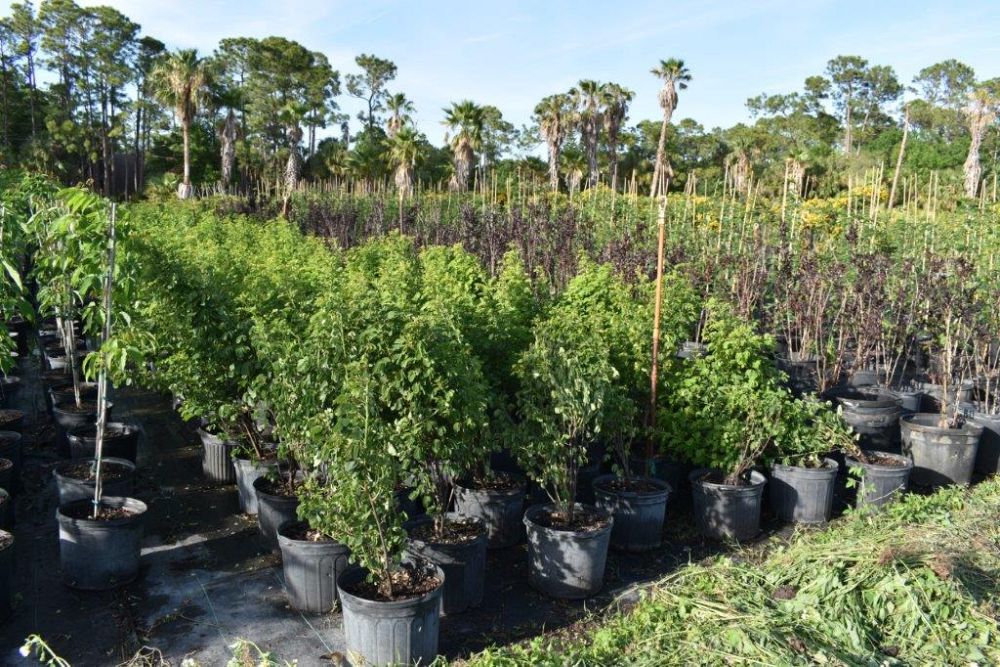 senna-bicapsularis-cassia-bicapsularis