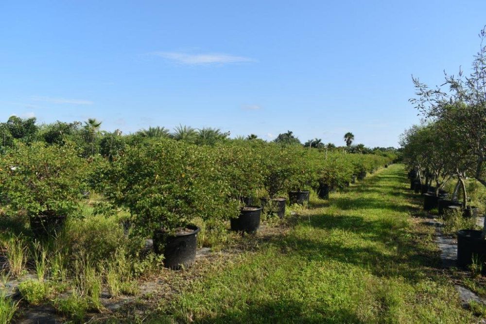 senna-bicapsularis-cassia-bicapsularis
