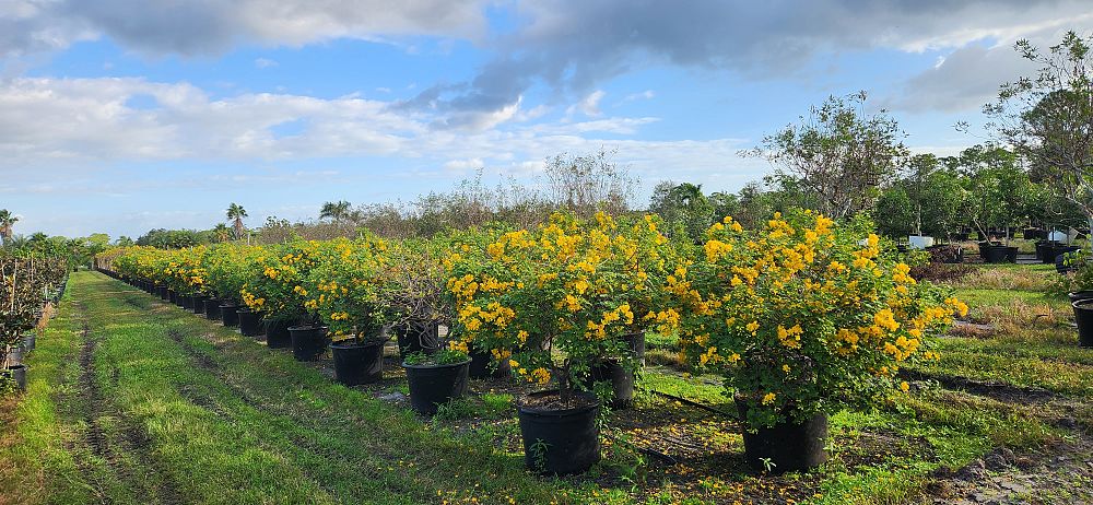 senna-bicapsularis-cassia-bicapsularis