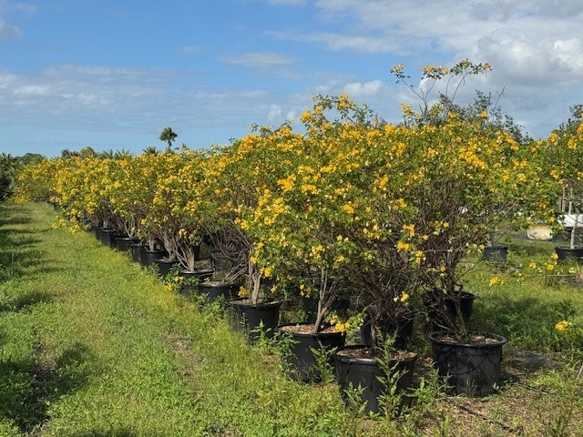 senna-bicapsularis-cassia-bicapsularis
