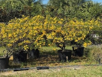 senna-bicapsularis-cassia-bicapsularis