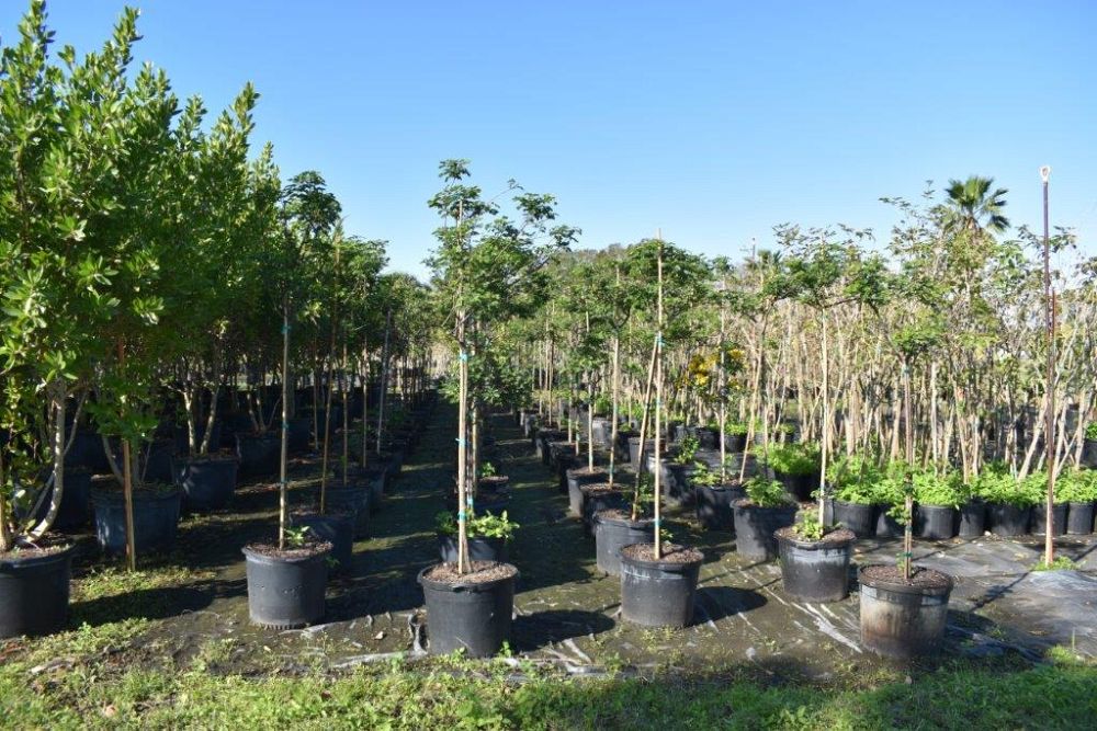 senna-bicapsularis-cassia-bicapsularis