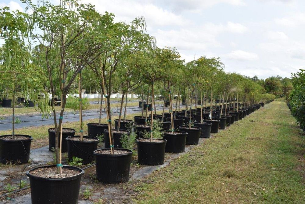 senna-bicapsularis-cassia-bicapsularis