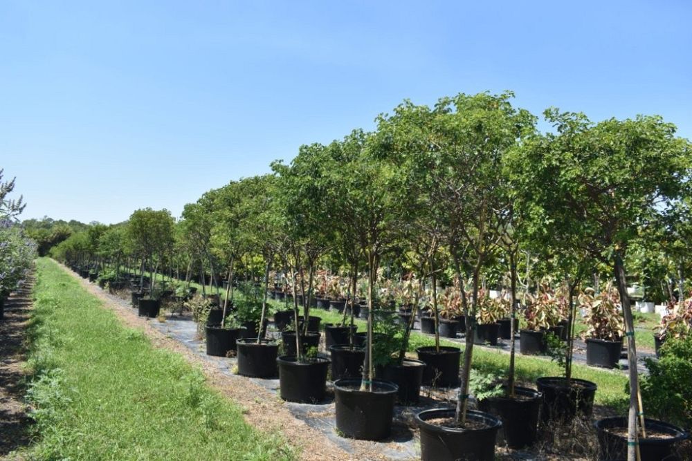 senna-bicapsularis-cassia-bicapsularis