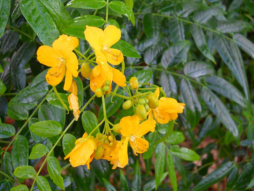 senna-ligustrina-privet-cassia