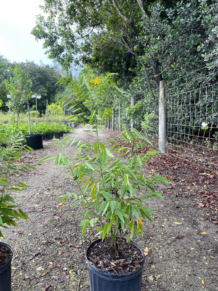 senna-ligustrina-privet-cassia