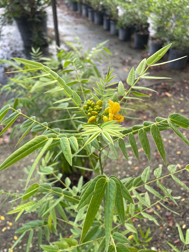 senna-ligustrina-privet-cassia
