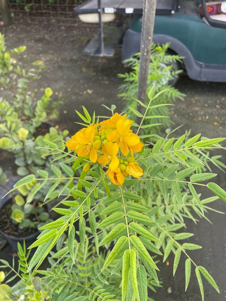 senna-ligustrina-privet-cassia