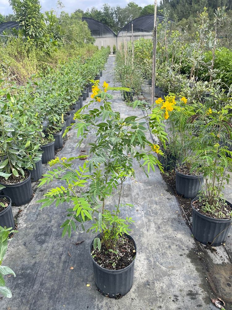 senna-ligustrina-privet-cassia