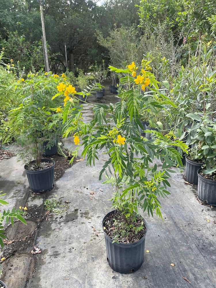 senna-ligustrina-privet-cassia