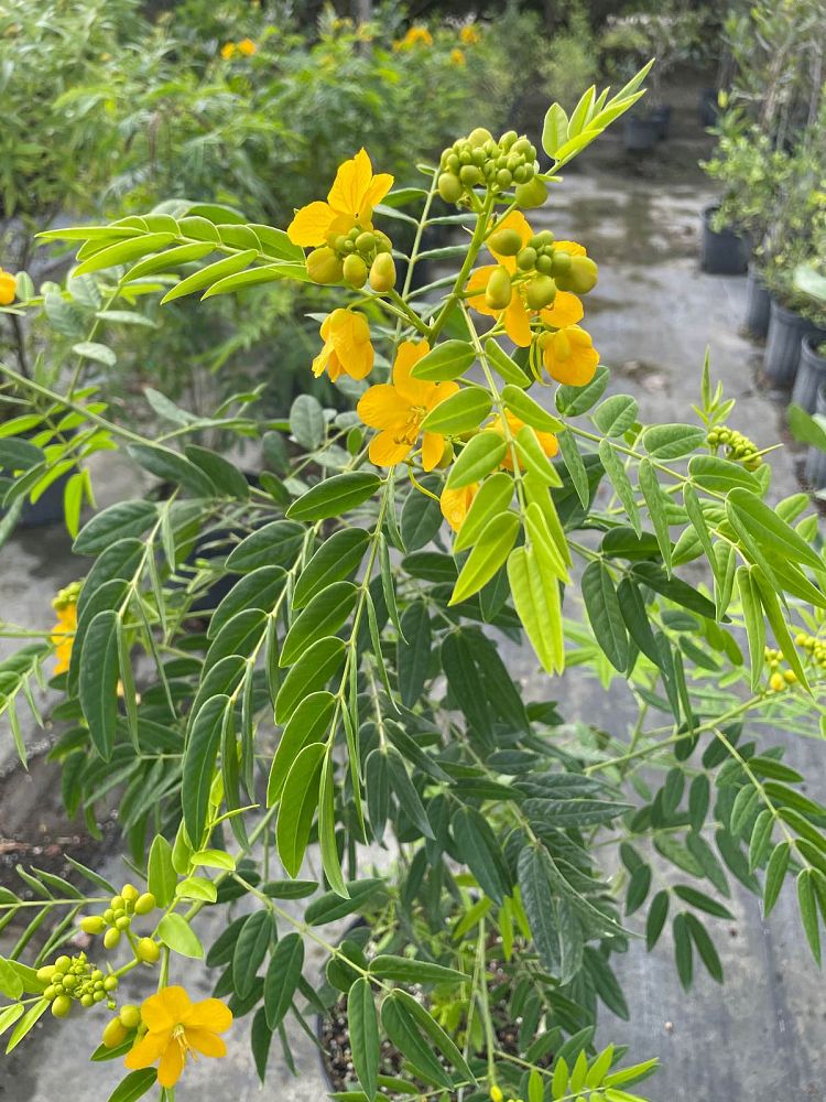 senna-ligustrina-privet-cassia