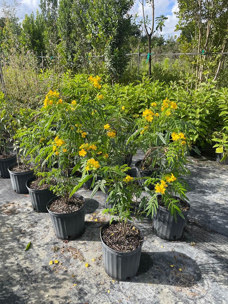 senna-ligustrina-privet-cassia