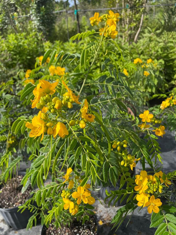 senna-ligustrina-privet-cassia