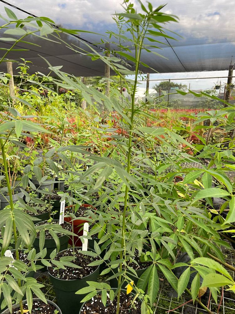 senna-ligustrina-privet-cassia