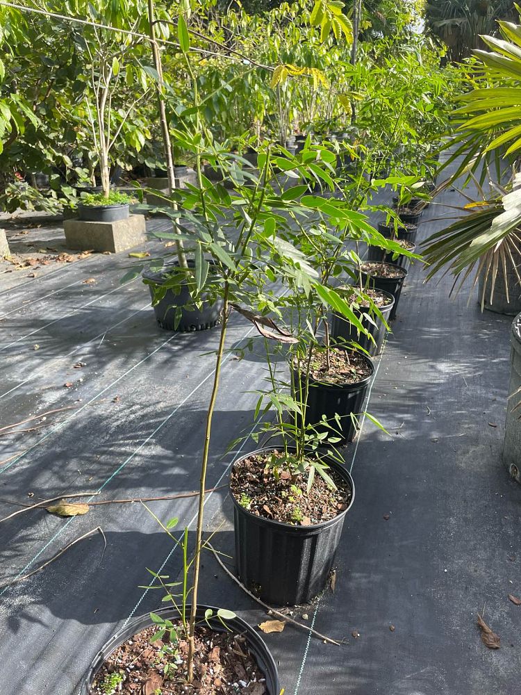 senna-ligustrina-privet-cassia