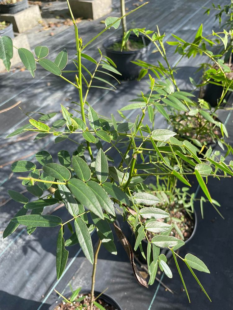 senna-ligustrina-privet-cassia