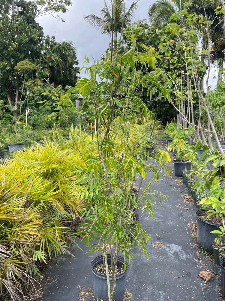 senna-ligustrina-privet-cassia