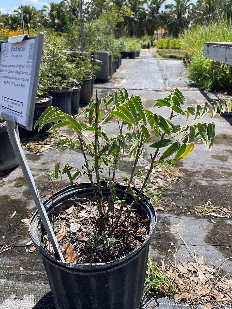senna-ligustrina-privet-cassia