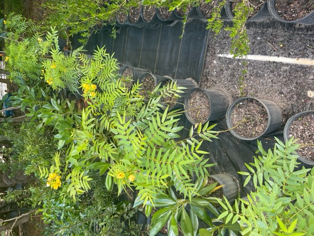 senna-mexicana-chapmanii-cassia-bahamensis-bahama-cassia