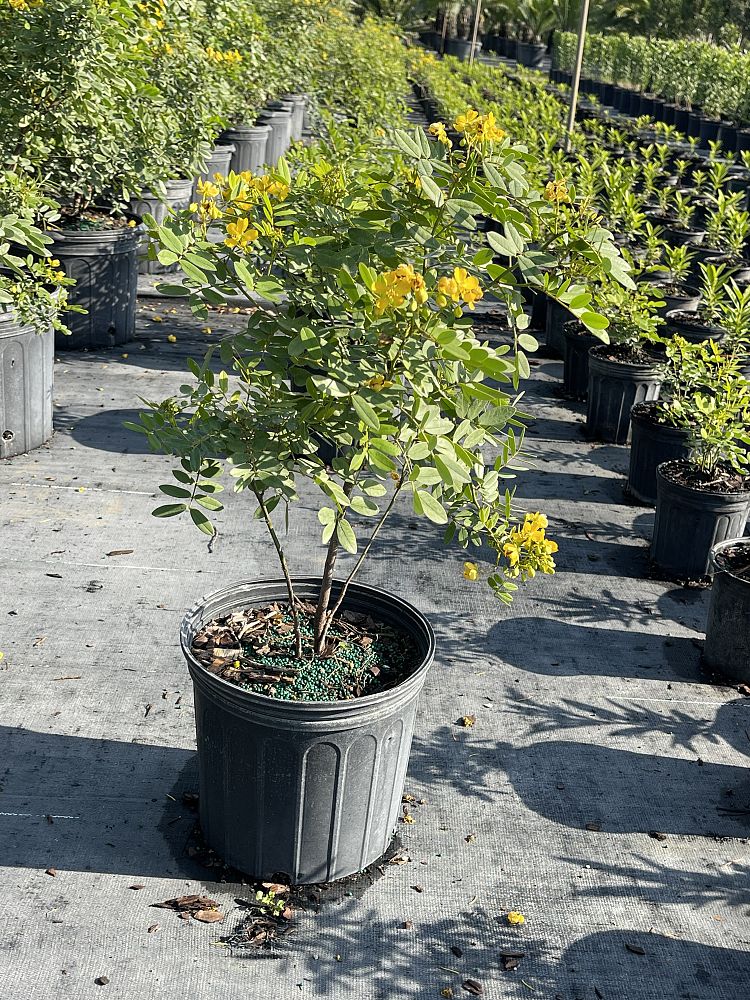 senna-mexicana-chapmanii-cassia-bahamensis-bahama-cassia