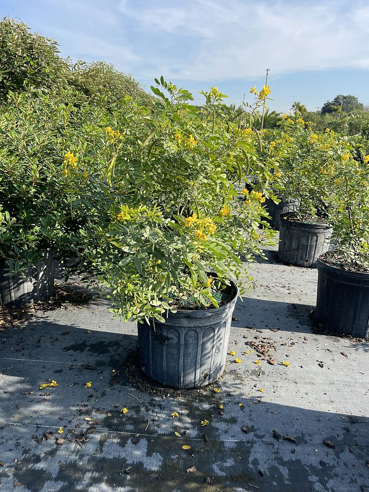 senna-mexicana-chapmanii-cassia-bahamensis-bahama-cassia