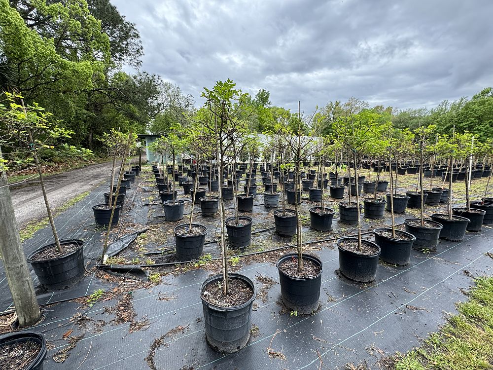 senna-mexicana-chapmanii-cassia-bahamensis-bahama-cassia