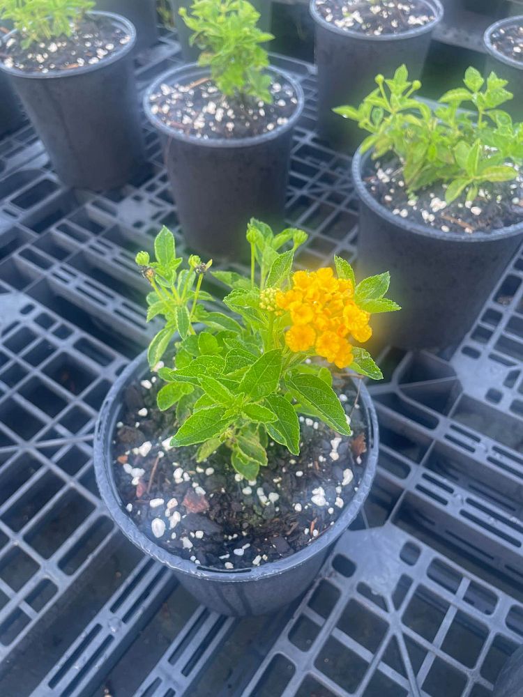 senna-mexicana-chapmanii-cassia-bahamensis-bahama-cassia