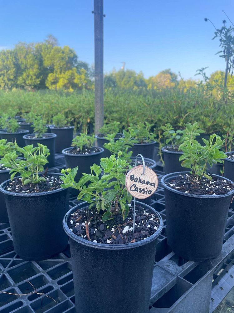senna-mexicana-chapmanii-cassia-bahamensis-bahama-cassia
