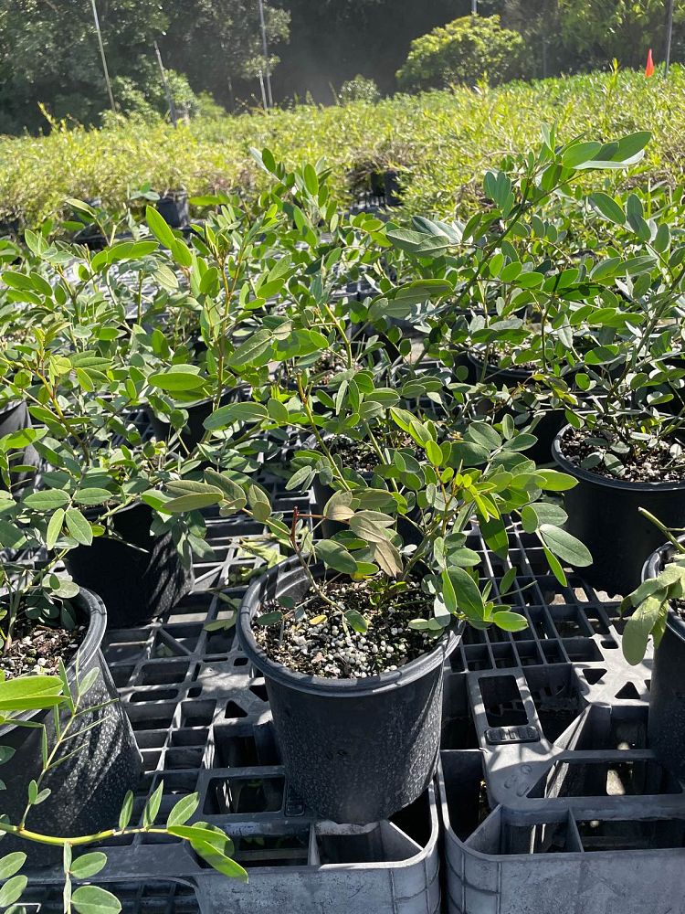 senna-mexicana-chapmanii-cassia-bahamensis-bahama-cassia