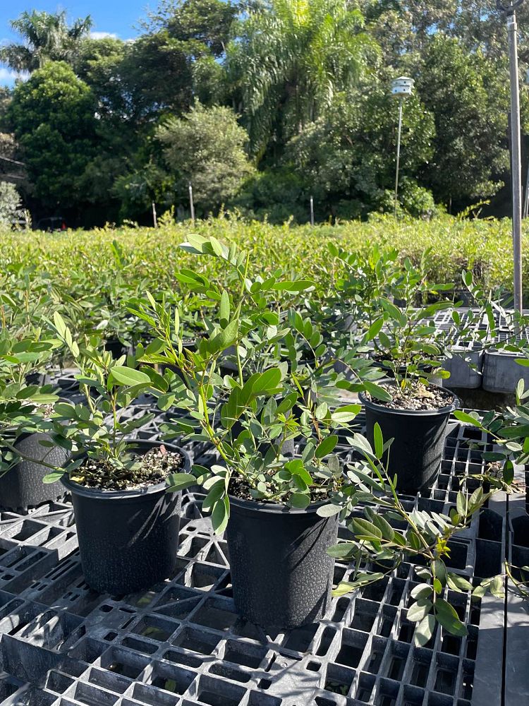 senna-mexicana-chapmanii-cassia-bahamensis-bahama-cassia