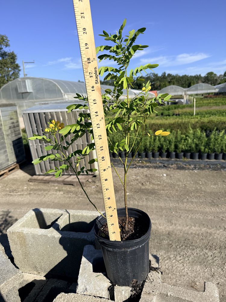 senna-mexicana-chapmanii-cassia-bahamensis-bahama-cassia