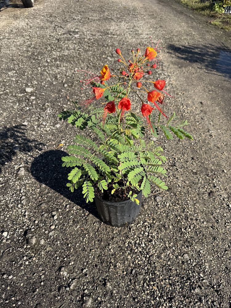 senna-mexicana-chapmanii-cassia-bahamensis-bahama-cassia