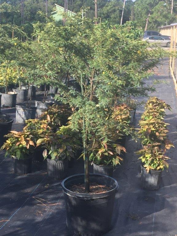 senna-nemophila-coriacea-desert-cassia