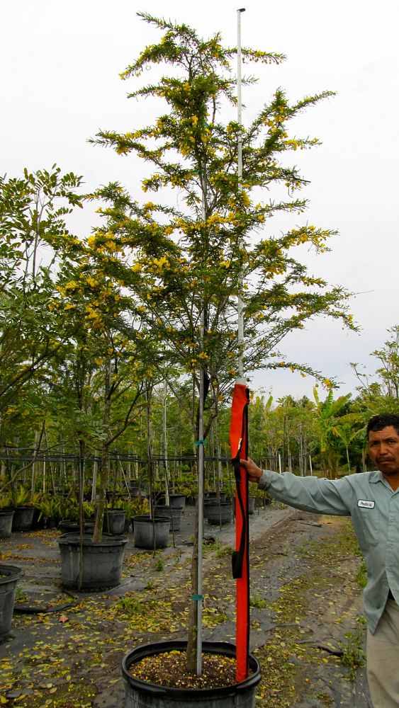 senna-polyphylla-cassia-polyphylla-desert-cassia