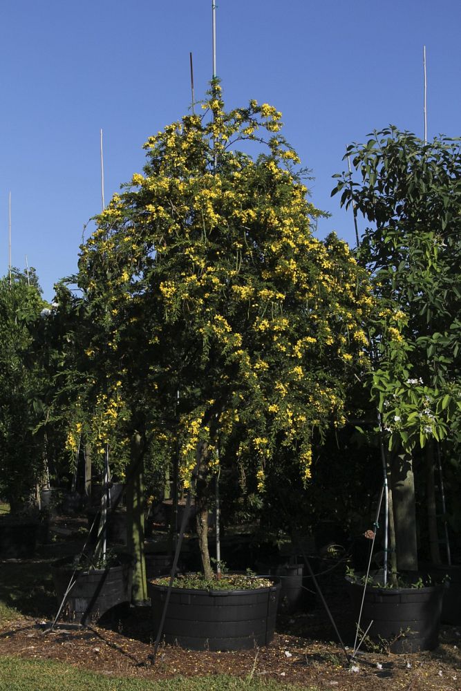 senna-polyphylla-cassia-polyphylla-desert-cassia