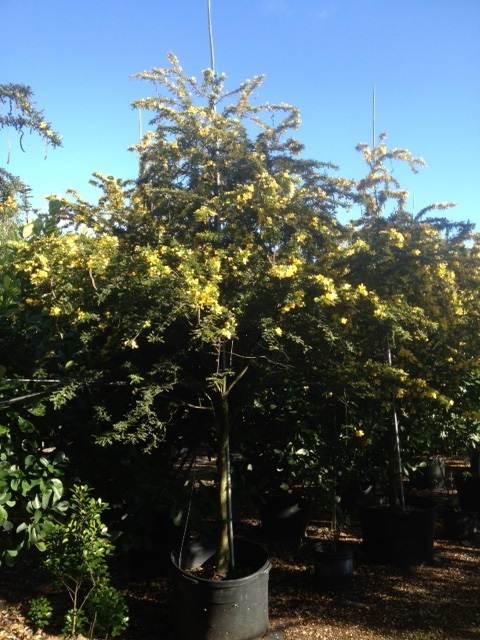 senna-polyphylla-cassia-polyphylla-desert-cassia