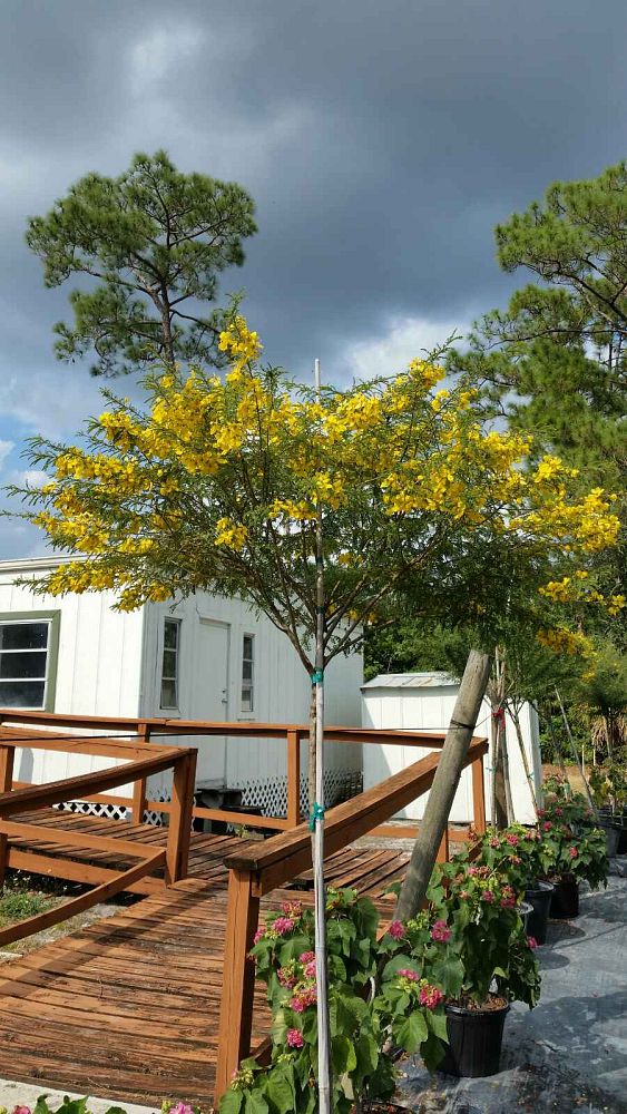 senna-polyphylla-cassia-polyphylla-desert-cassia