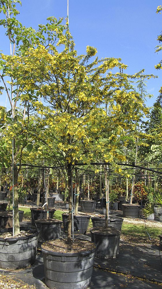 senna-polyphylla-cassia-polyphylla-desert-cassia