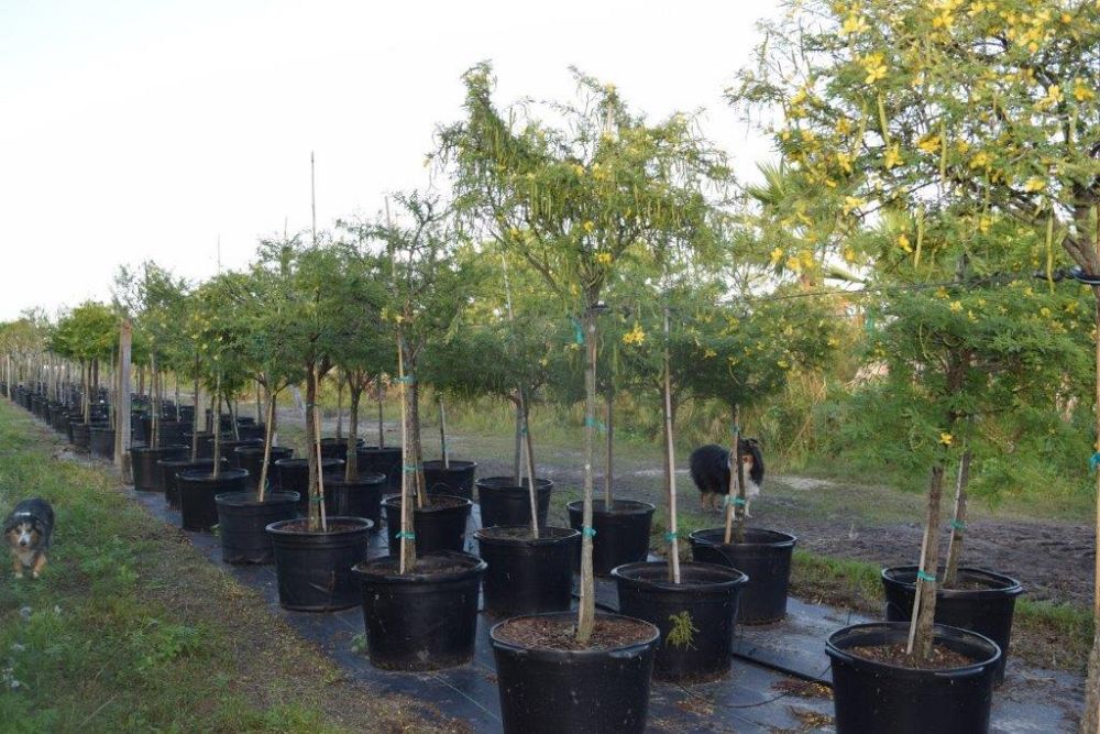 senna-polyphylla-cassia-polyphylla-desert-cassia