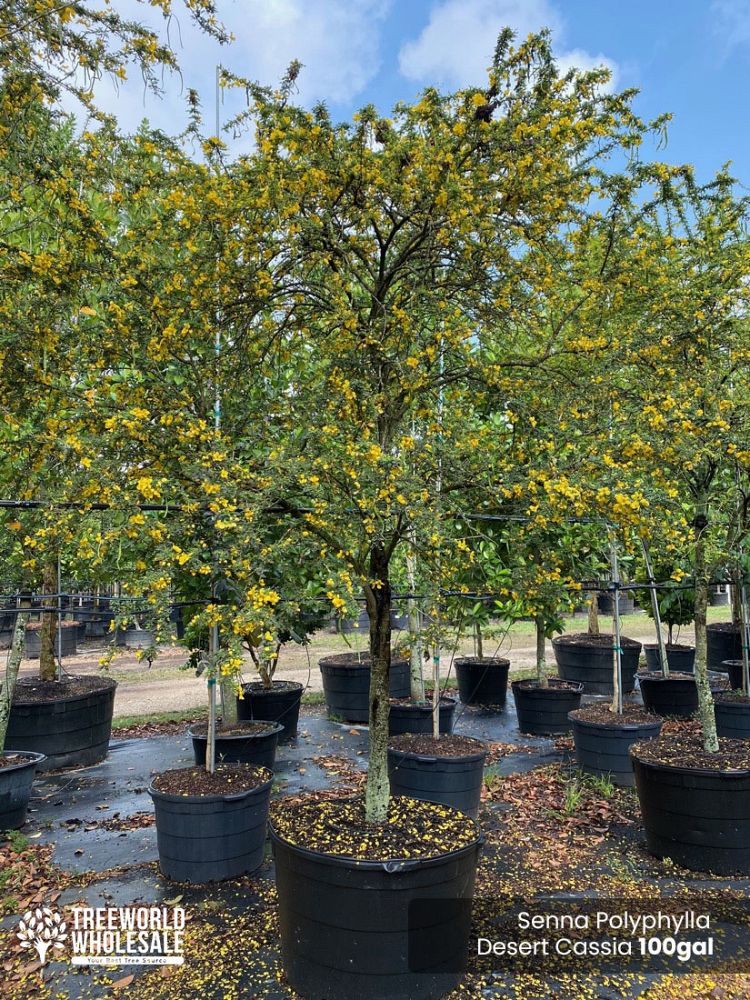 senna-polyphylla-cassia-polyphylla-desert-cassia