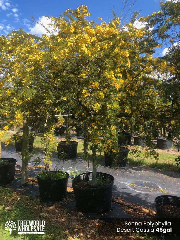 senna-polyphylla-cassia-polyphylla-desert-cassia