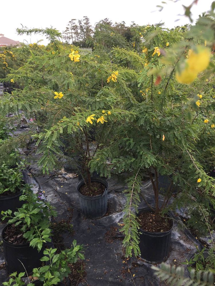 senna-polyphylla-cassia-polyphylla-desert-cassia
