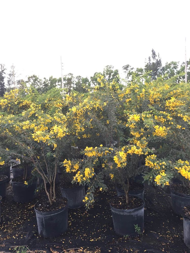 senna-polyphylla-cassia-polyphylla-desert-cassia