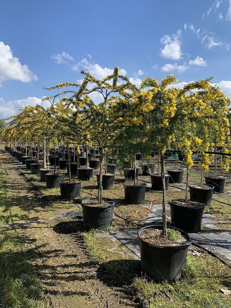 senna-polyphylla-cassia-polyphylla-desert-cassia